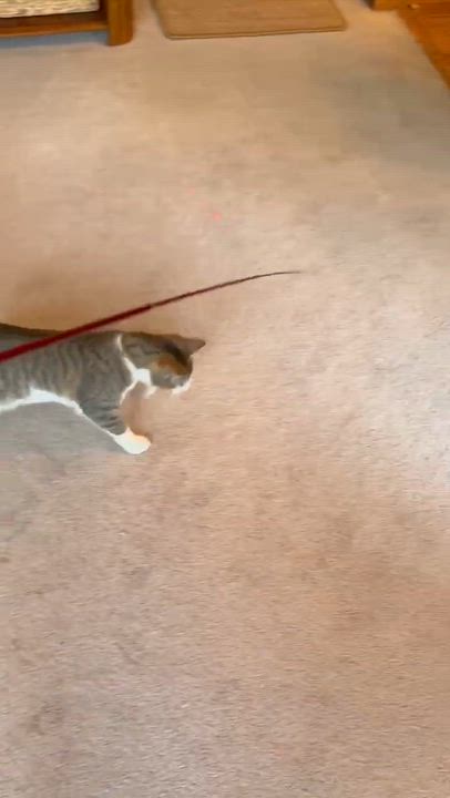 Enlarge Misty (bonded with Hazy), a Adoptable Domestic Short Hair in Avondale, PA video 6/6