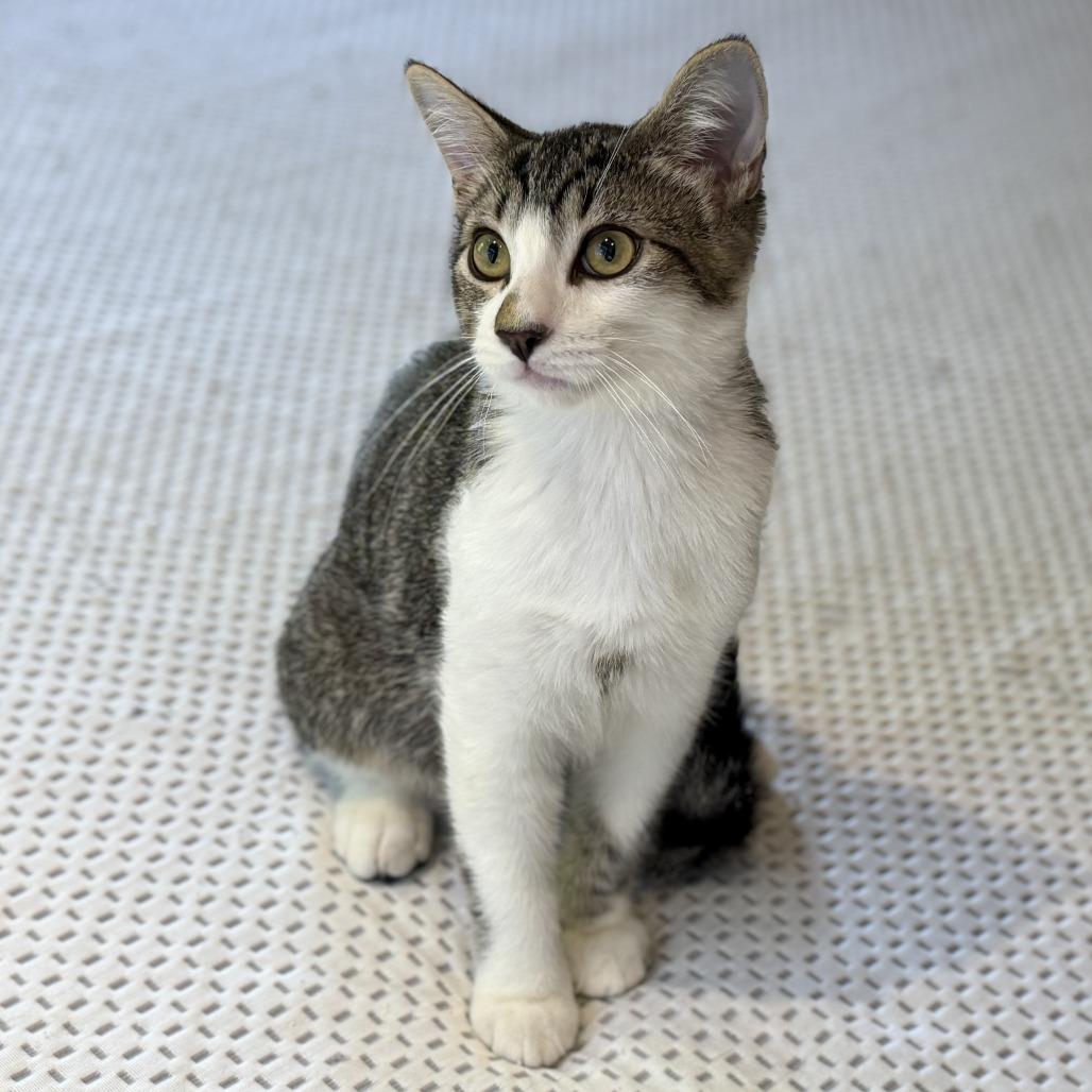 Loki — thumbnail 2