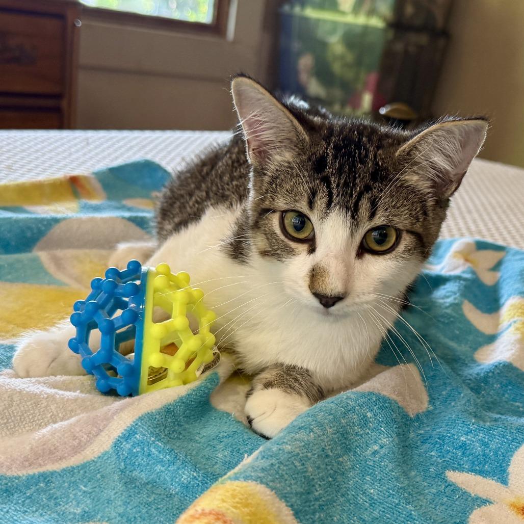 Loki — thumbnail 3