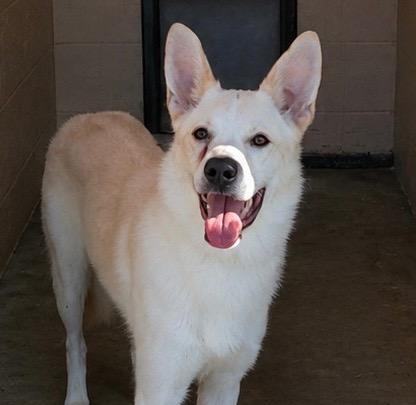 Buck Owens, Adoptable, Young Male German Shepherd Dog & Australian Cattle Dog / Blue Heeler.
