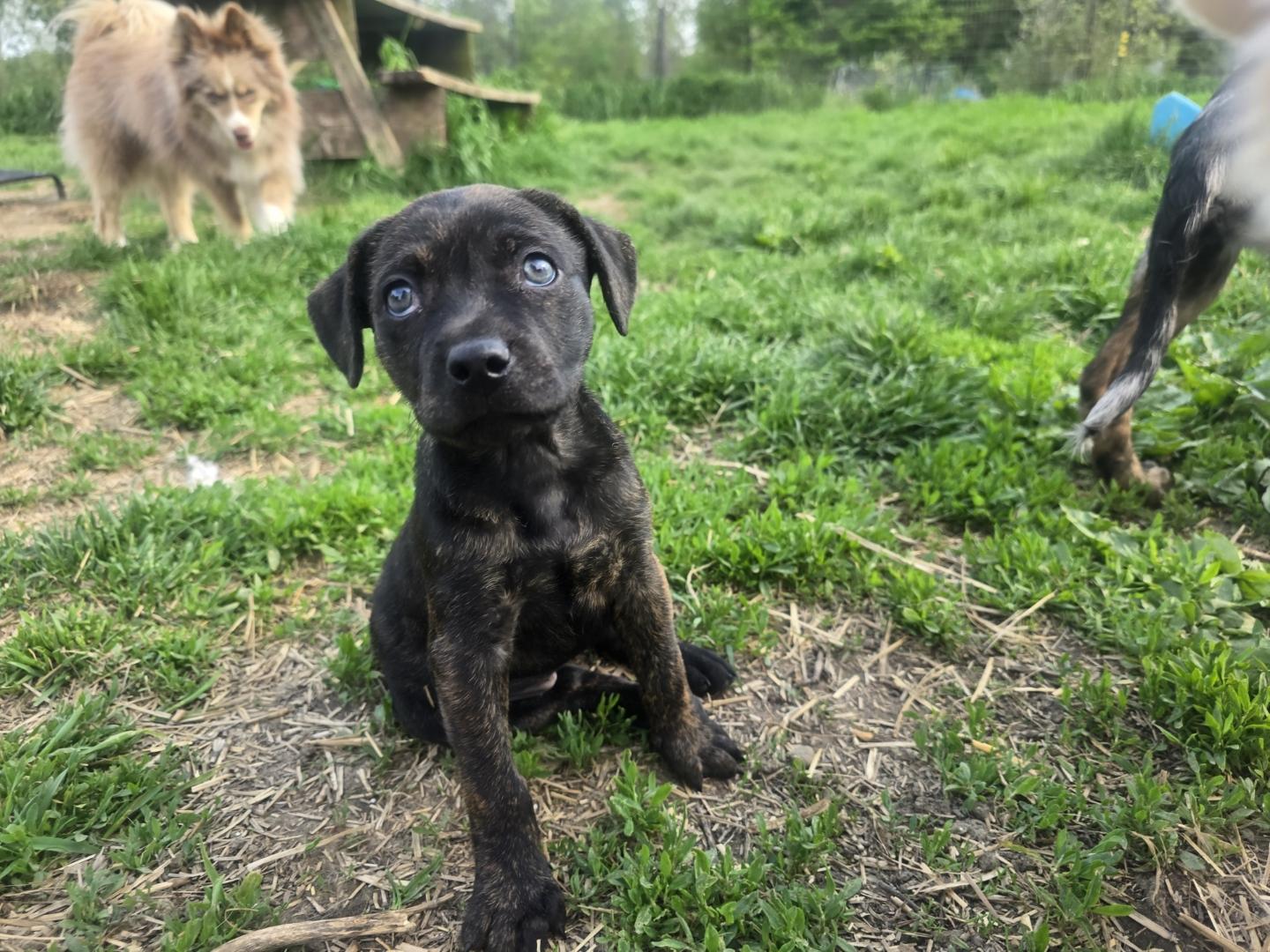 Sienna, Adoptable, Puppy Female Pit Bull Terrier & American Staffordshire Terrier.