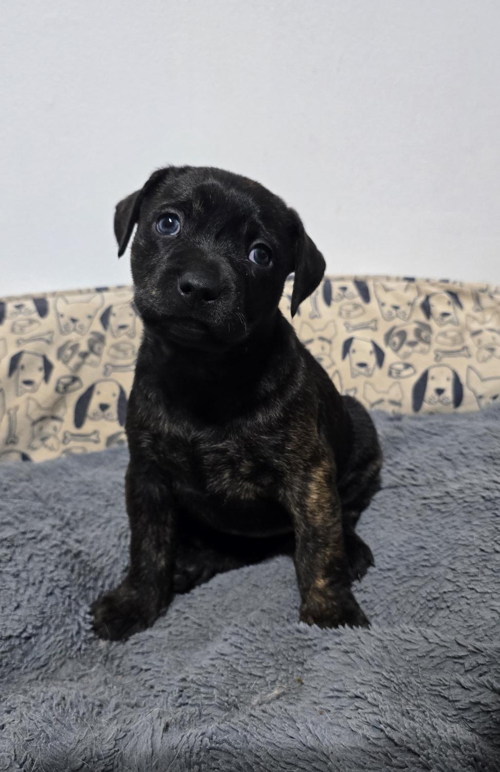 Sienna, a Adoptable mixed breed in Troy, MI image 2/2