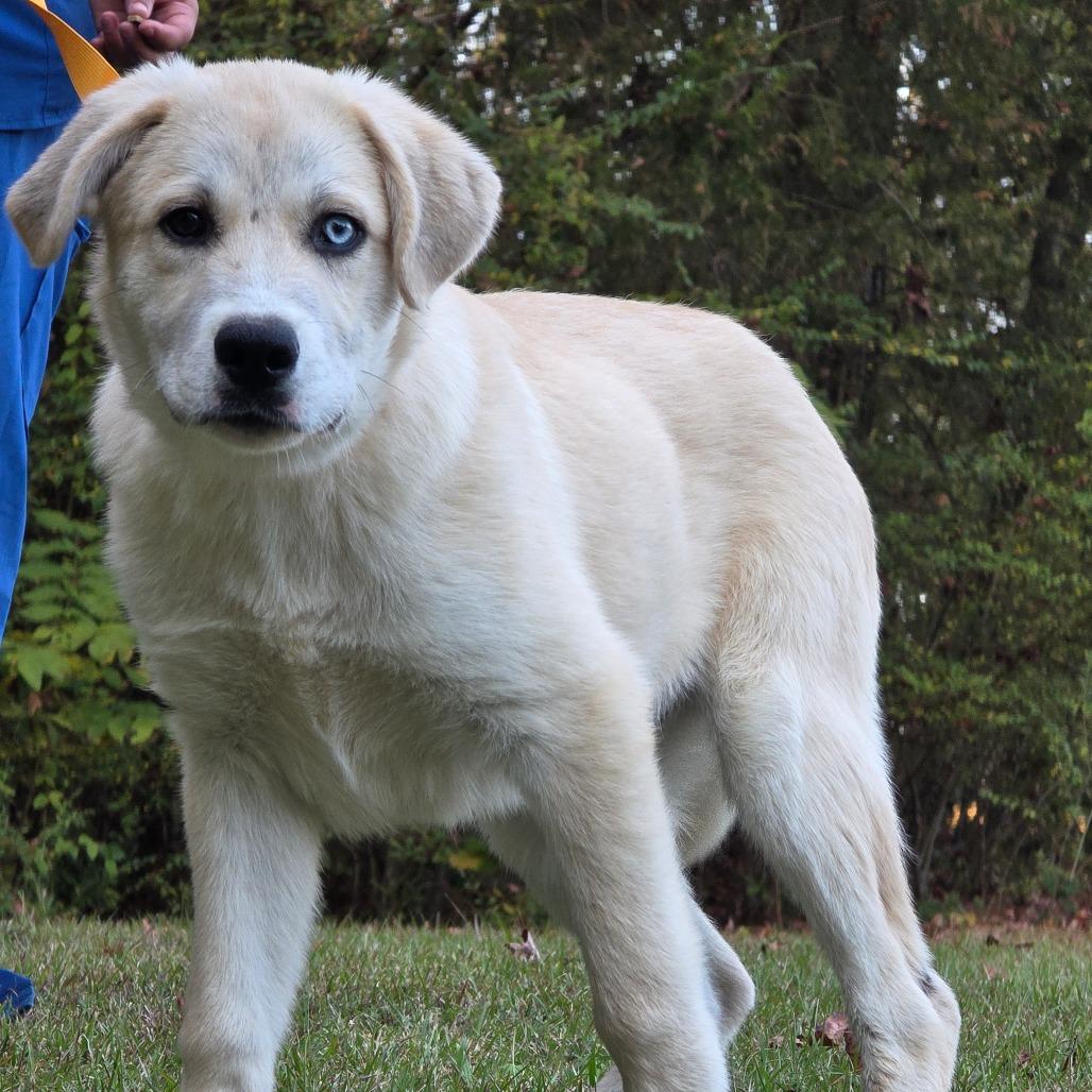 Pisces, Adoptable, Puppy Male Great Pyrenees.