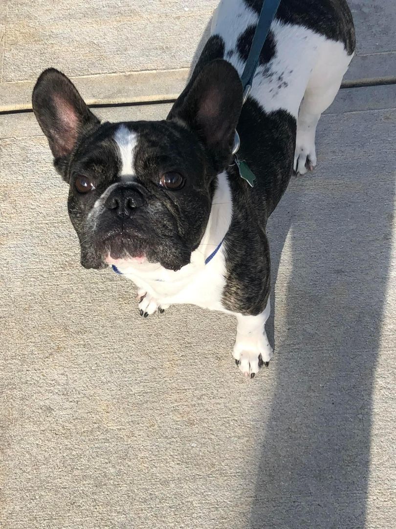 Banjo, Adopted, Senior Male French Bulldog.