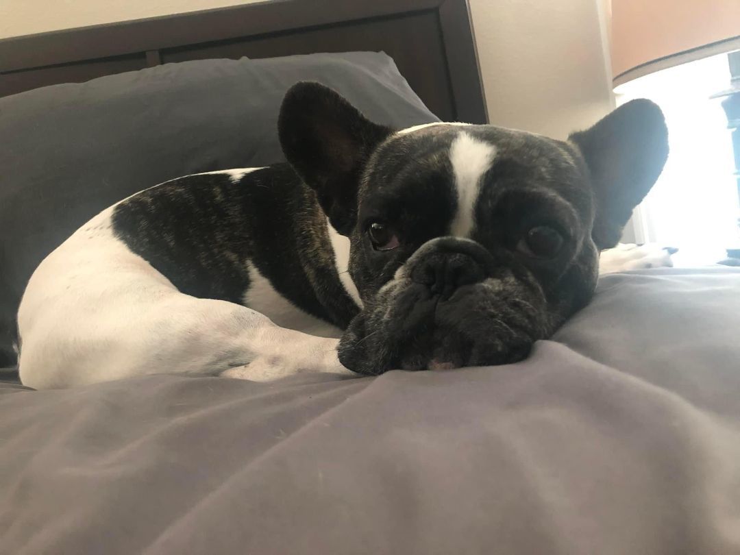 Enlarge Banjo, a Adopted French Bulldog in PALM BAY, FL image 2/3
