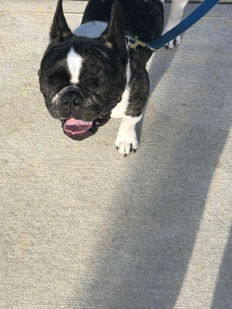 Enlarge Banjo, a Adopted French Bulldog in PALM BAY, FL image 3/3