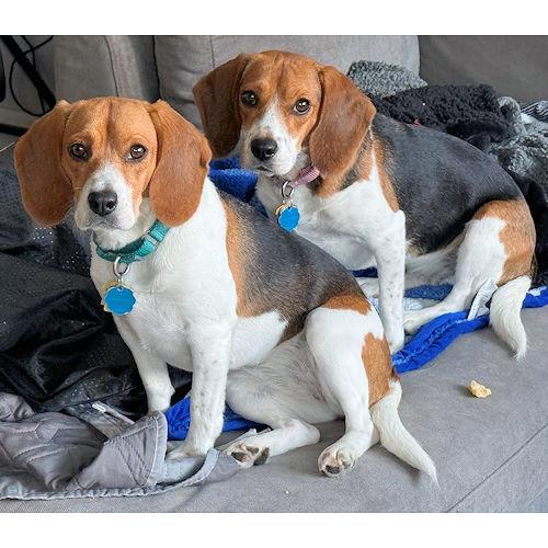 Kyra and Lyra (Bonded Pair), a ADOPTABLE Beagle in Wadsworth, IL image 3/6