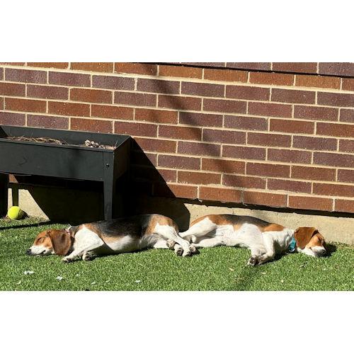 Kyra and Lyra (Bonded Pair), a ADOPTABLE Beagle in Wadsworth, IL image 2/6