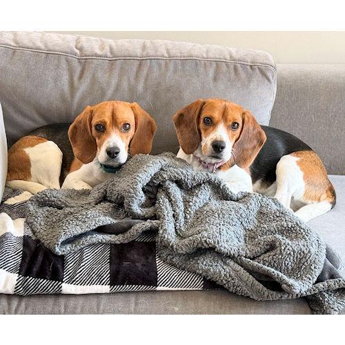 Kyra and Lyra (Bonded Pair), a ADOPTABLE Beagle in Wadsworth, IL image 5/6