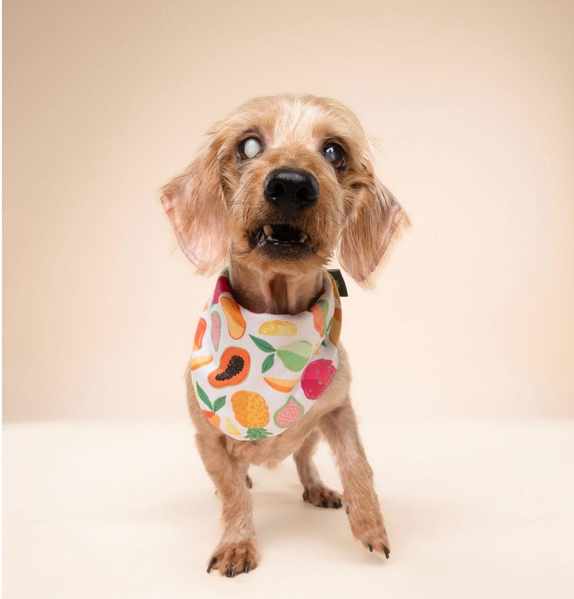Sammy3, Adoptable, Senior Male Dachshund.