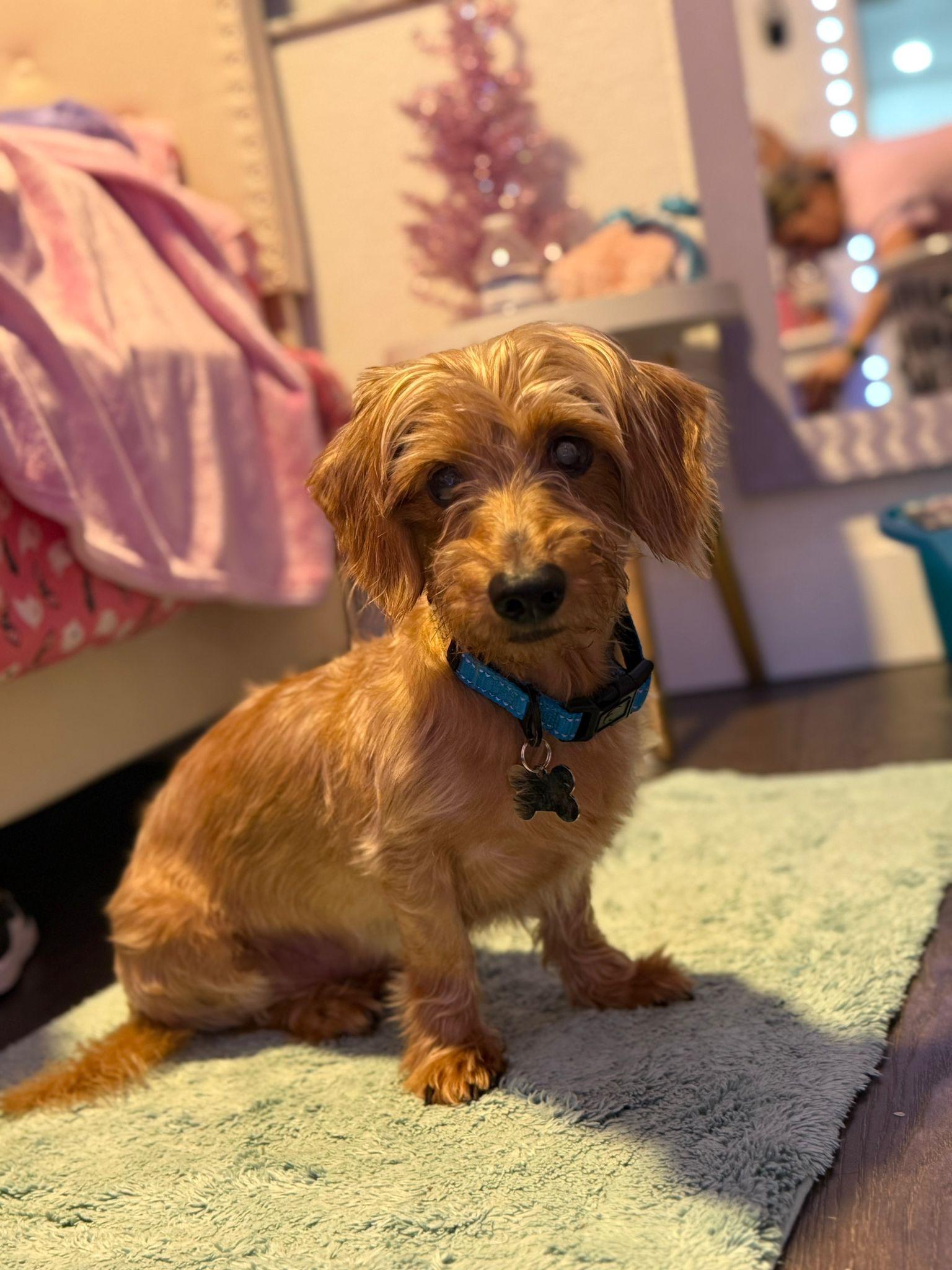 Sammy3, a Adoptable Dachshund in Miami, FL image 2/3