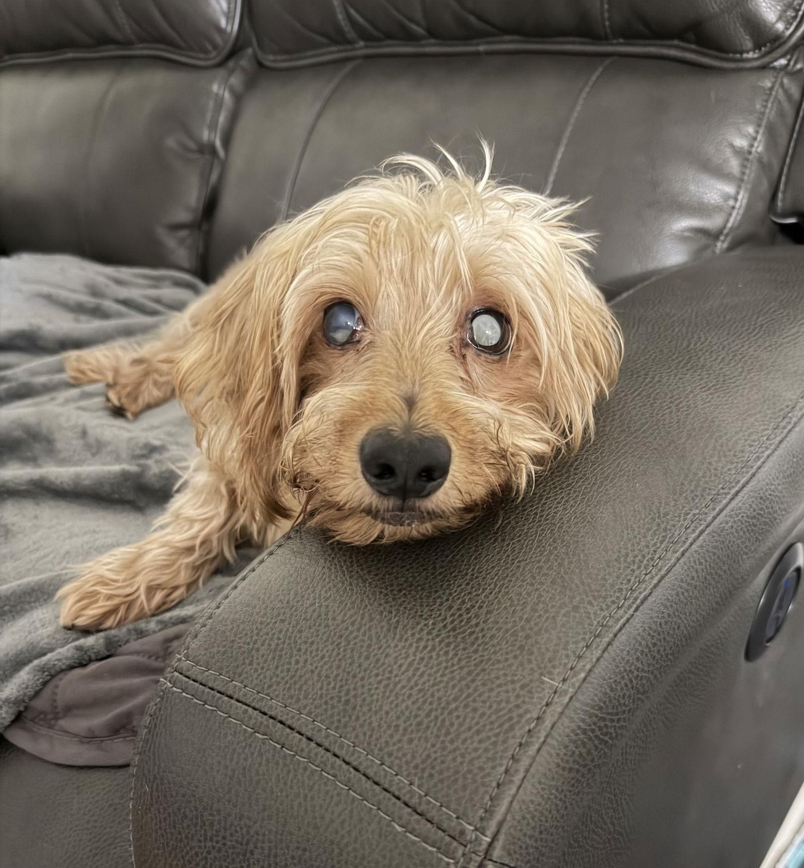 Enlarge Sammy3, a Adoptable Dachshund in Miami, FL image 2/3