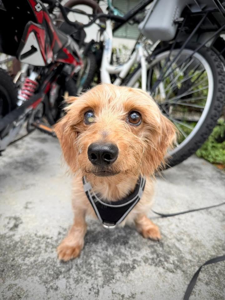 Sammy3, a Adoptable Dachshund in Miami, FL image 3/3