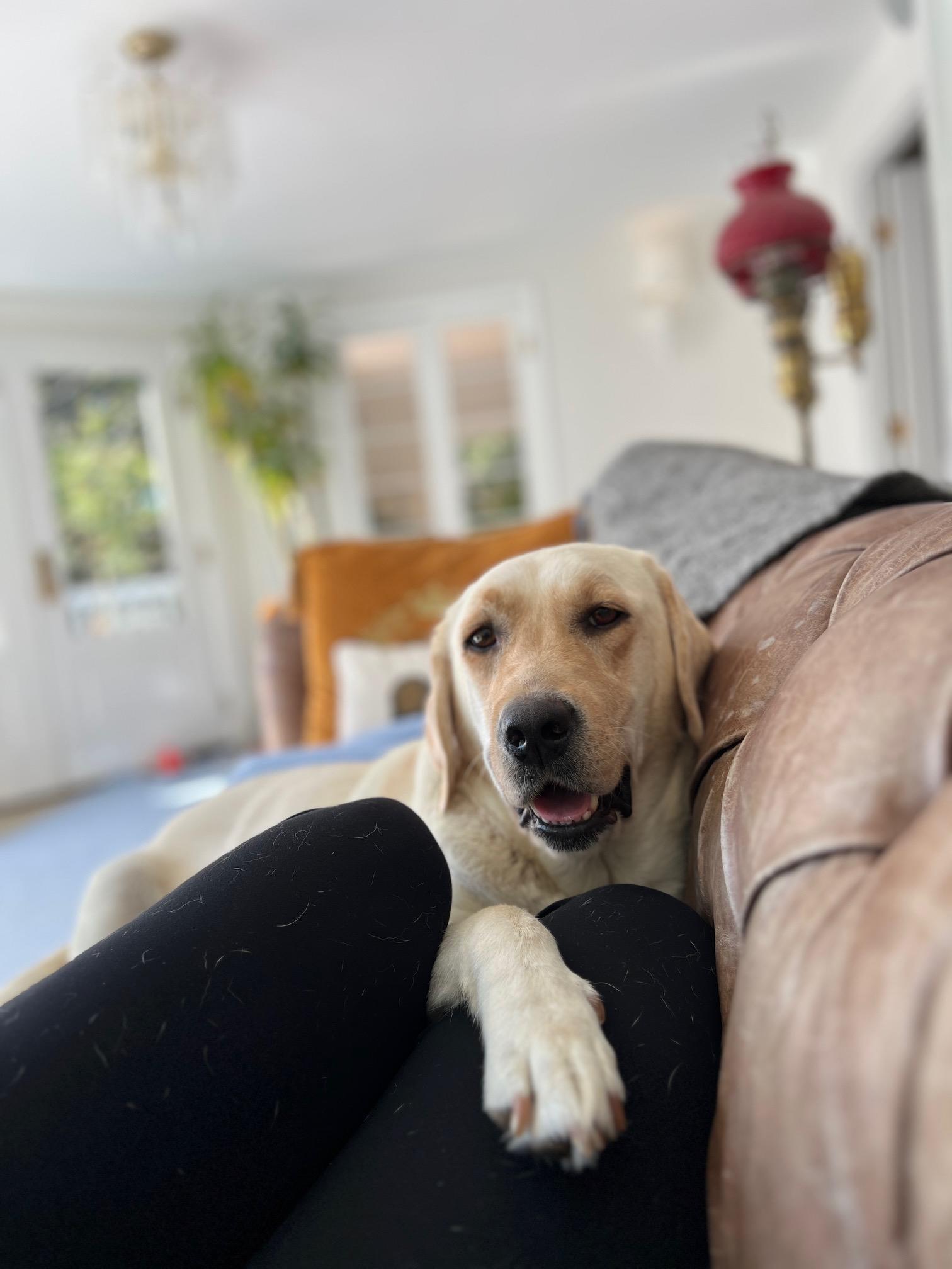 Enlarge Angel, an adopted Yellow Labrador Retriever in Burbank, CA image 2/6