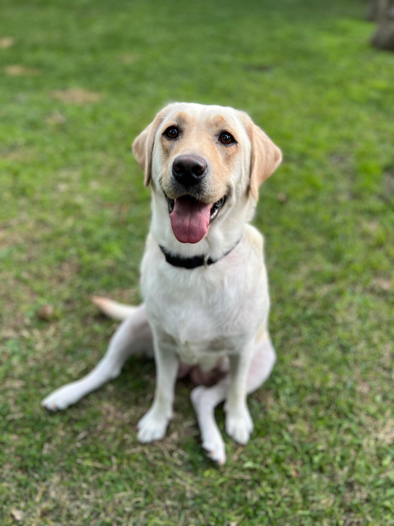 Enlarge Angel, an adopted Yellow Labrador Retriever in Burbank, CA image 1/6