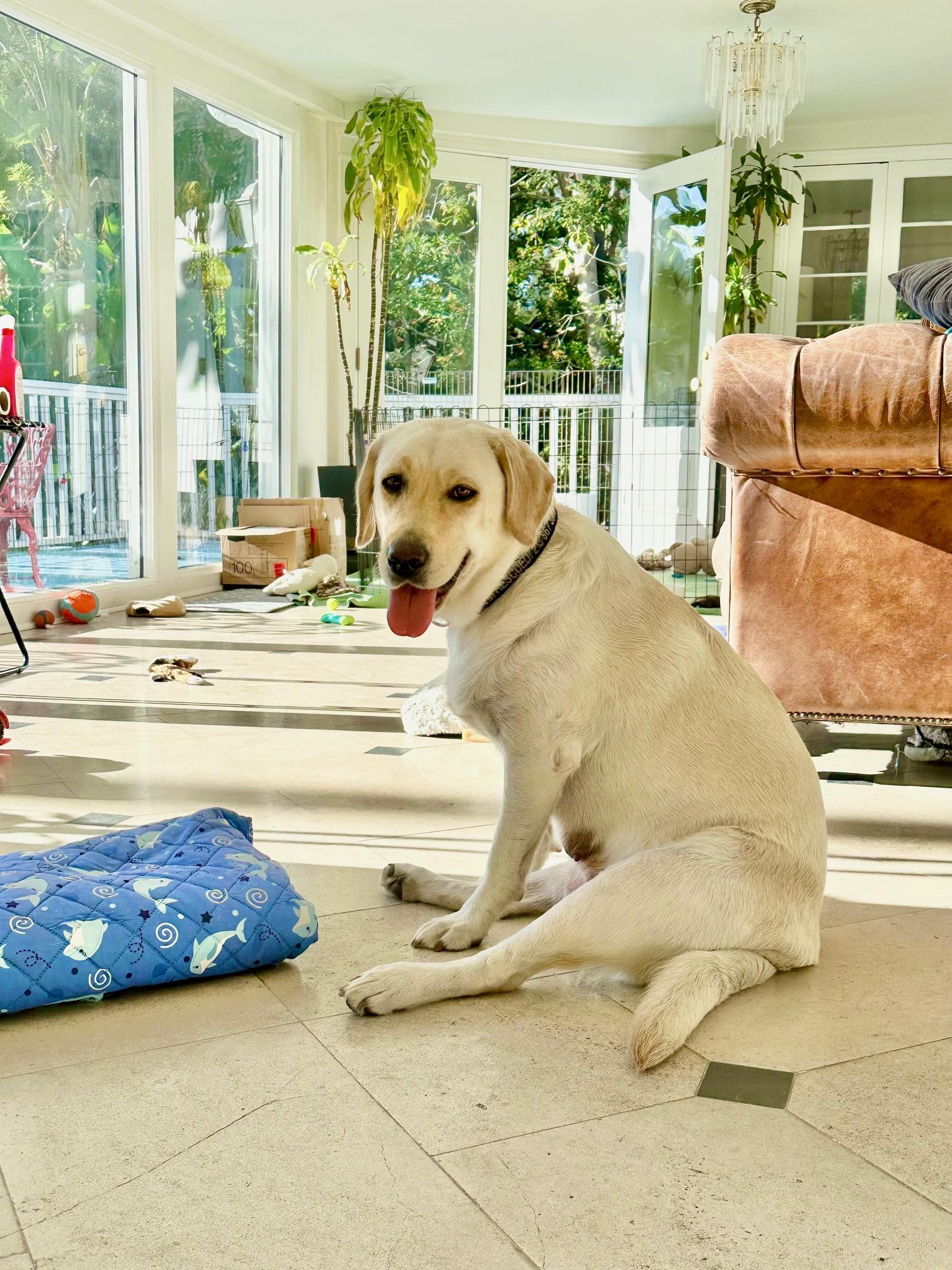 Enlarge Angel, an adopted Yellow Labrador Retriever in Burbank, CA image 6/6