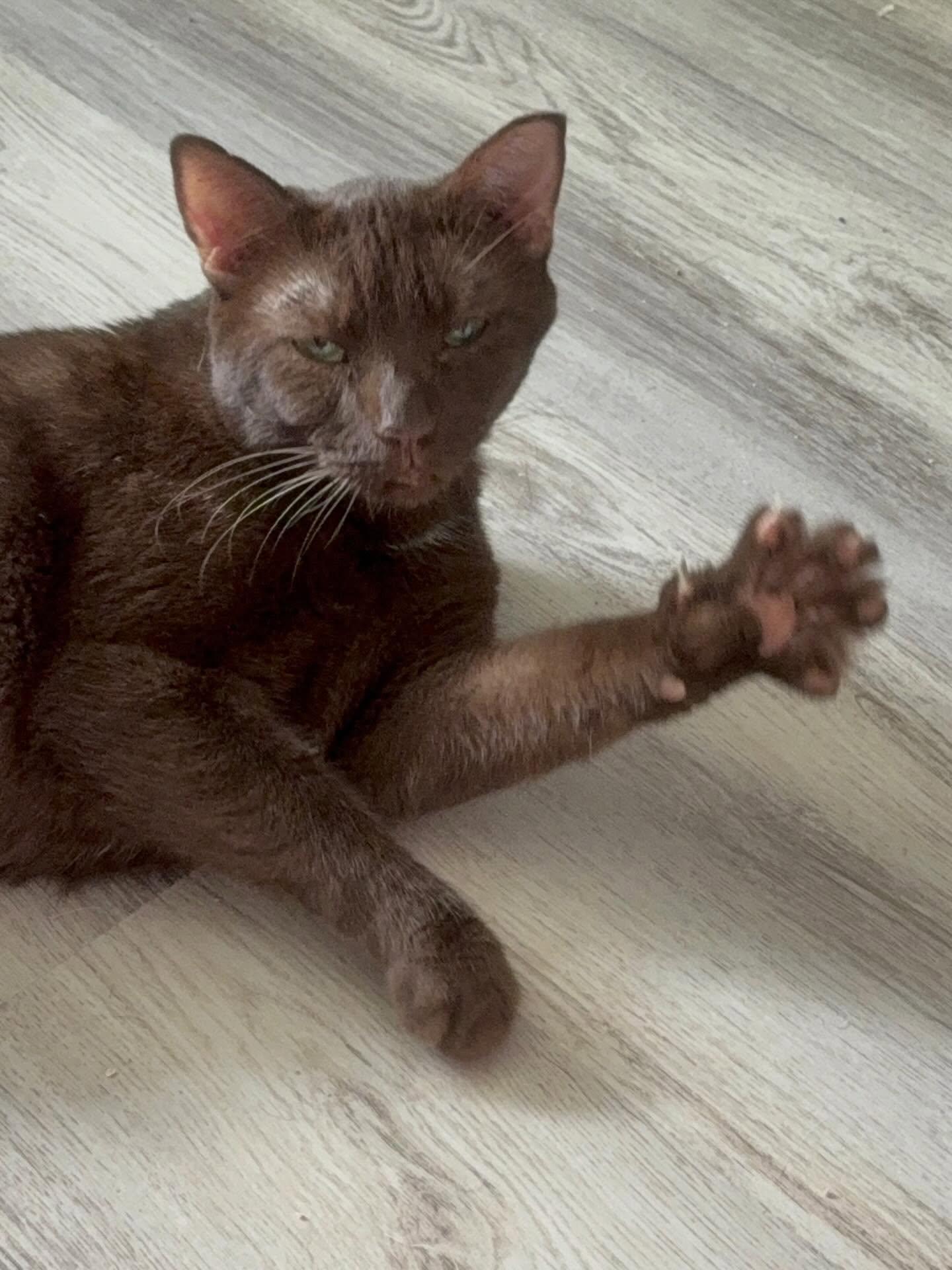 Enlarge HERSHEL, a Adopted Domestic Short Hair in Pegram, TN image 3/5