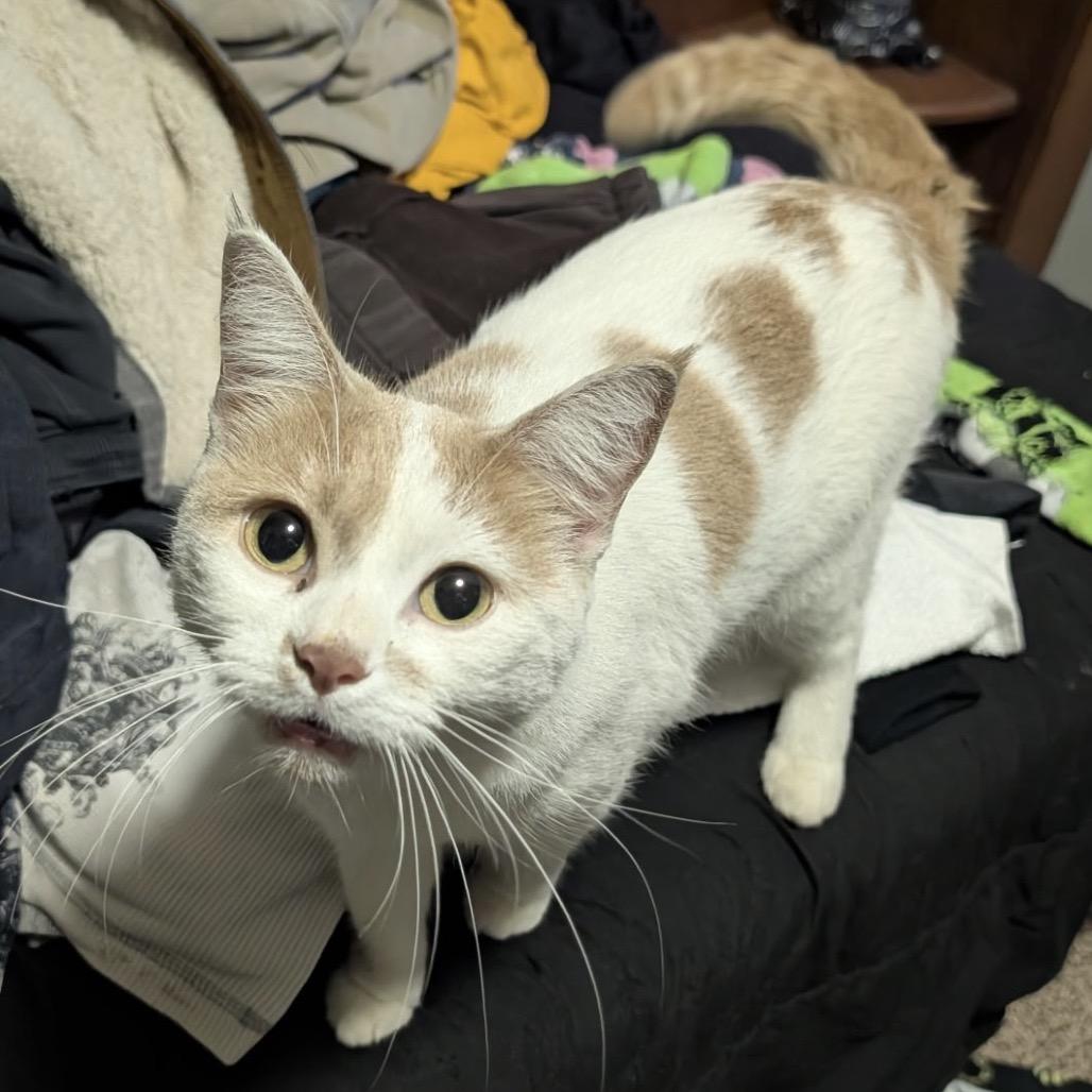 Nova — thumbnail 2