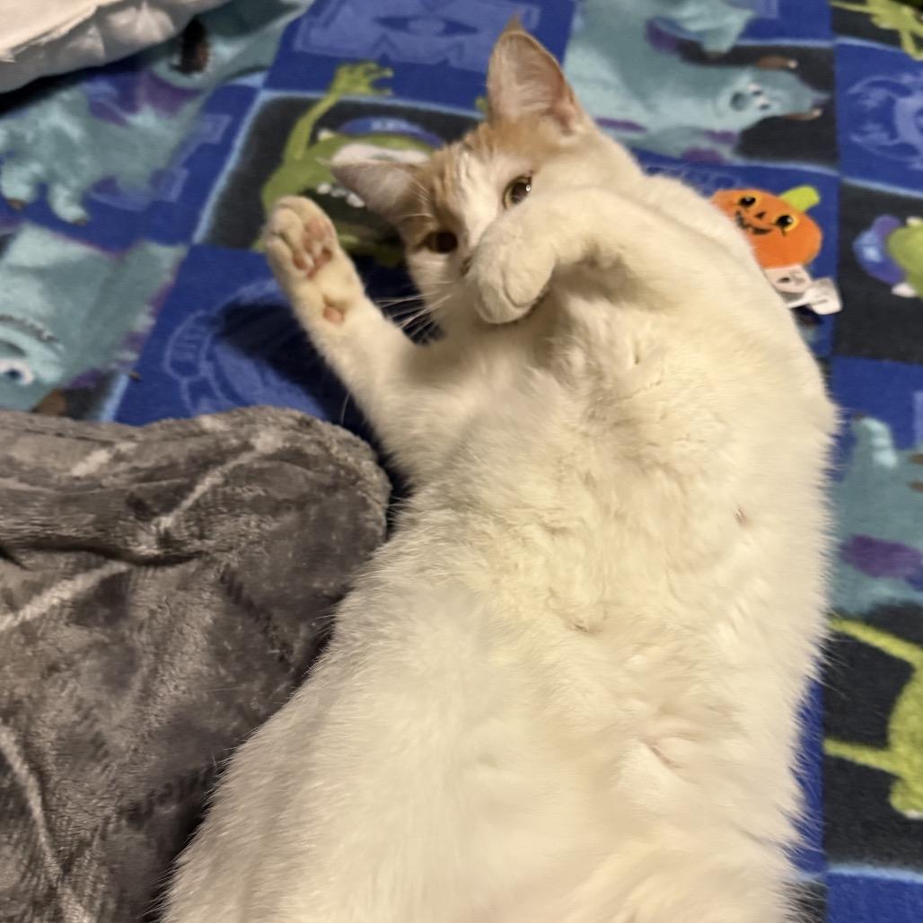 Nova — thumbnail 3