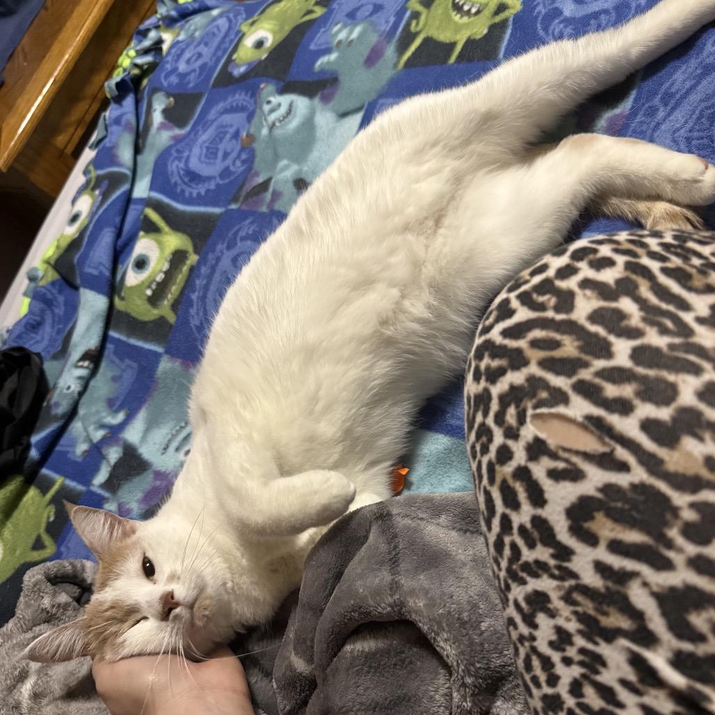 Nova — thumbnail 4