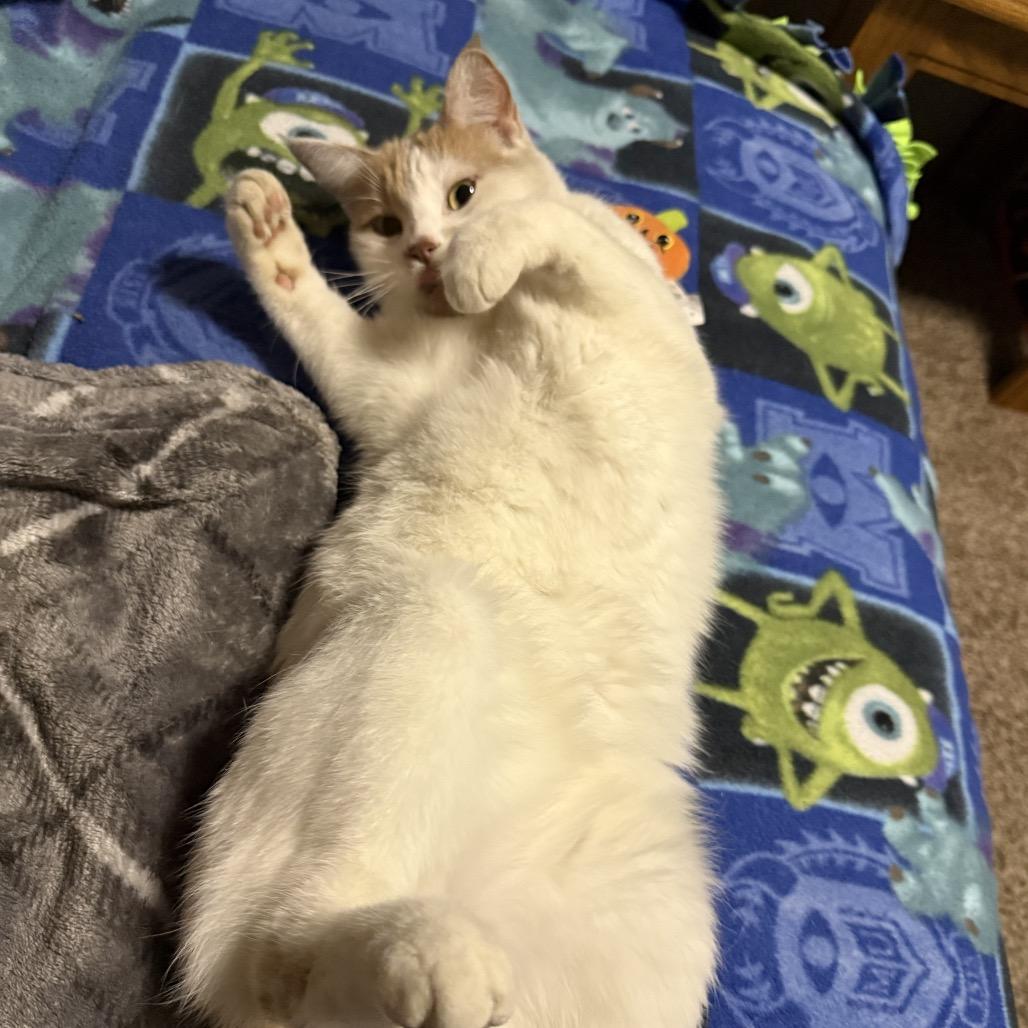 Nova — thumbnail 5