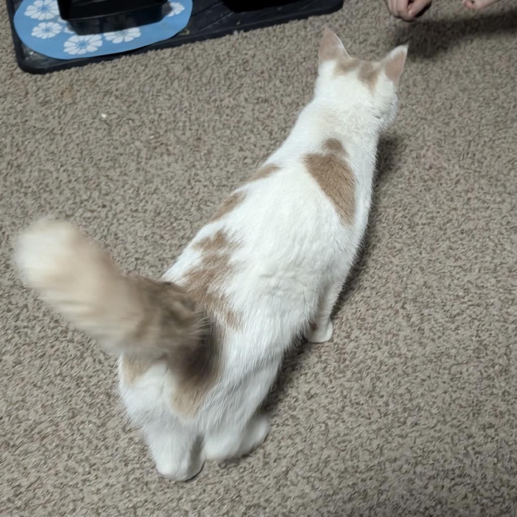 Nova — thumbnail 6