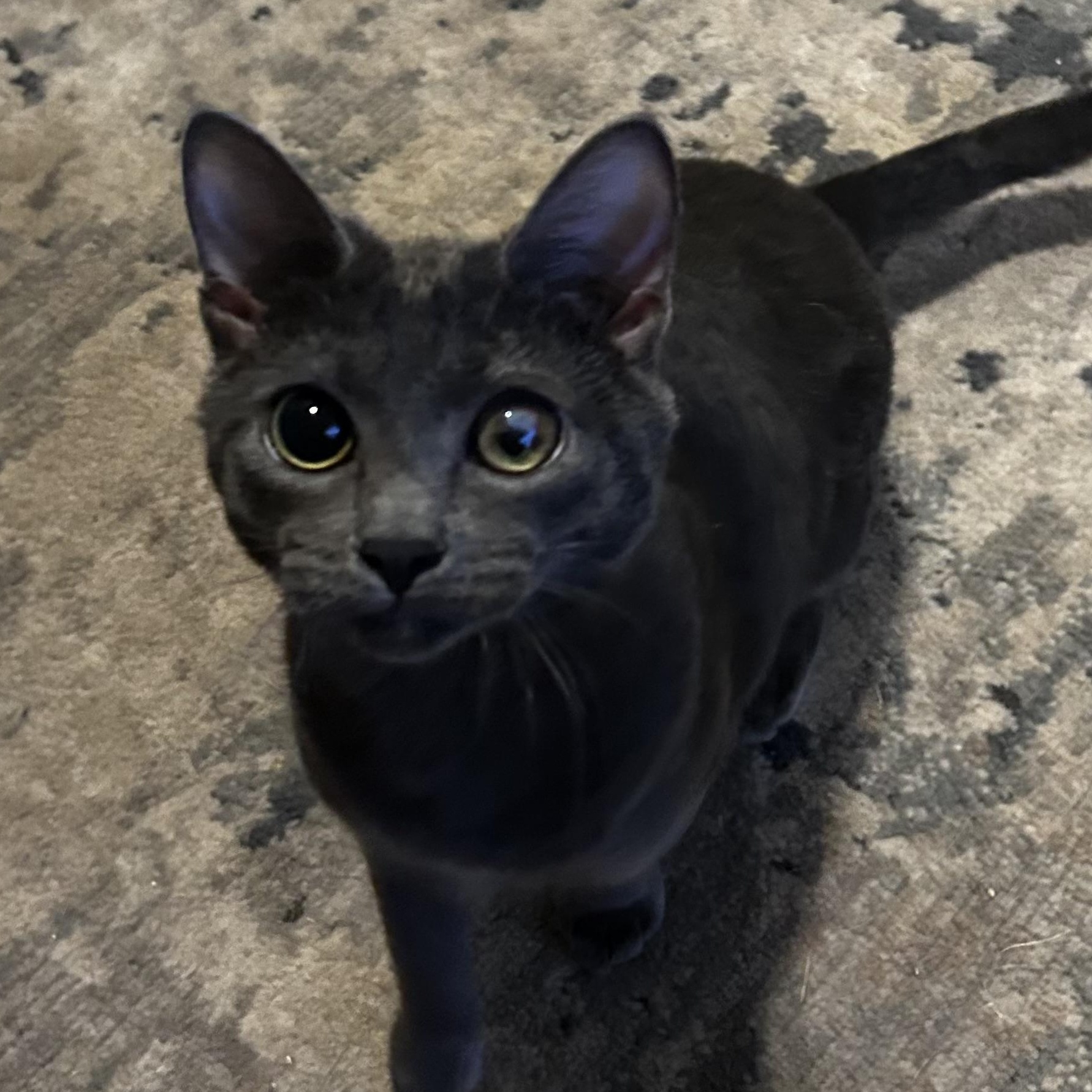 Cardi, Adoptable, Young Female Russian Blue.