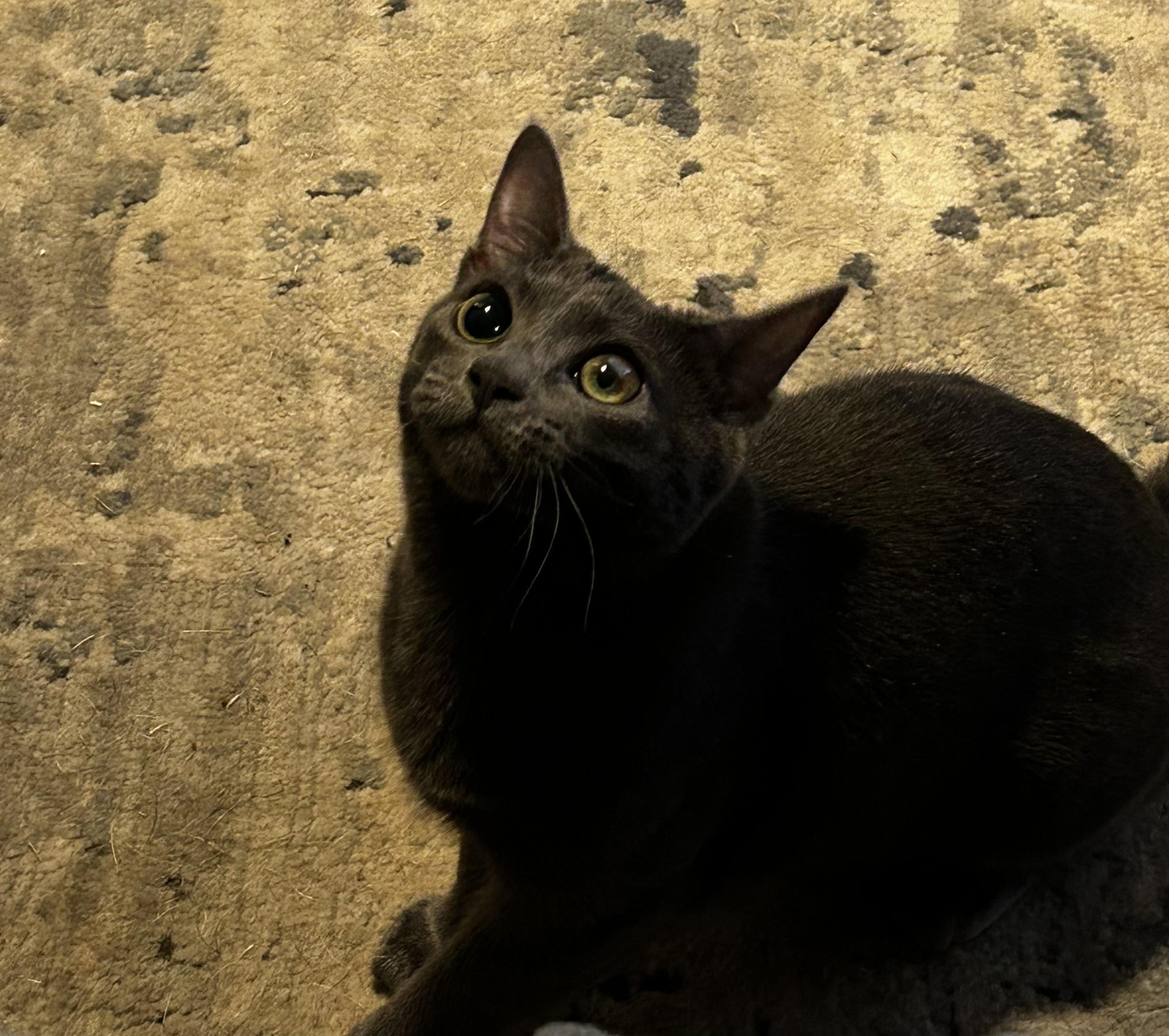 Enlarge Cardi, a Adoptable mixed breed in Bethel, CT image 6/6