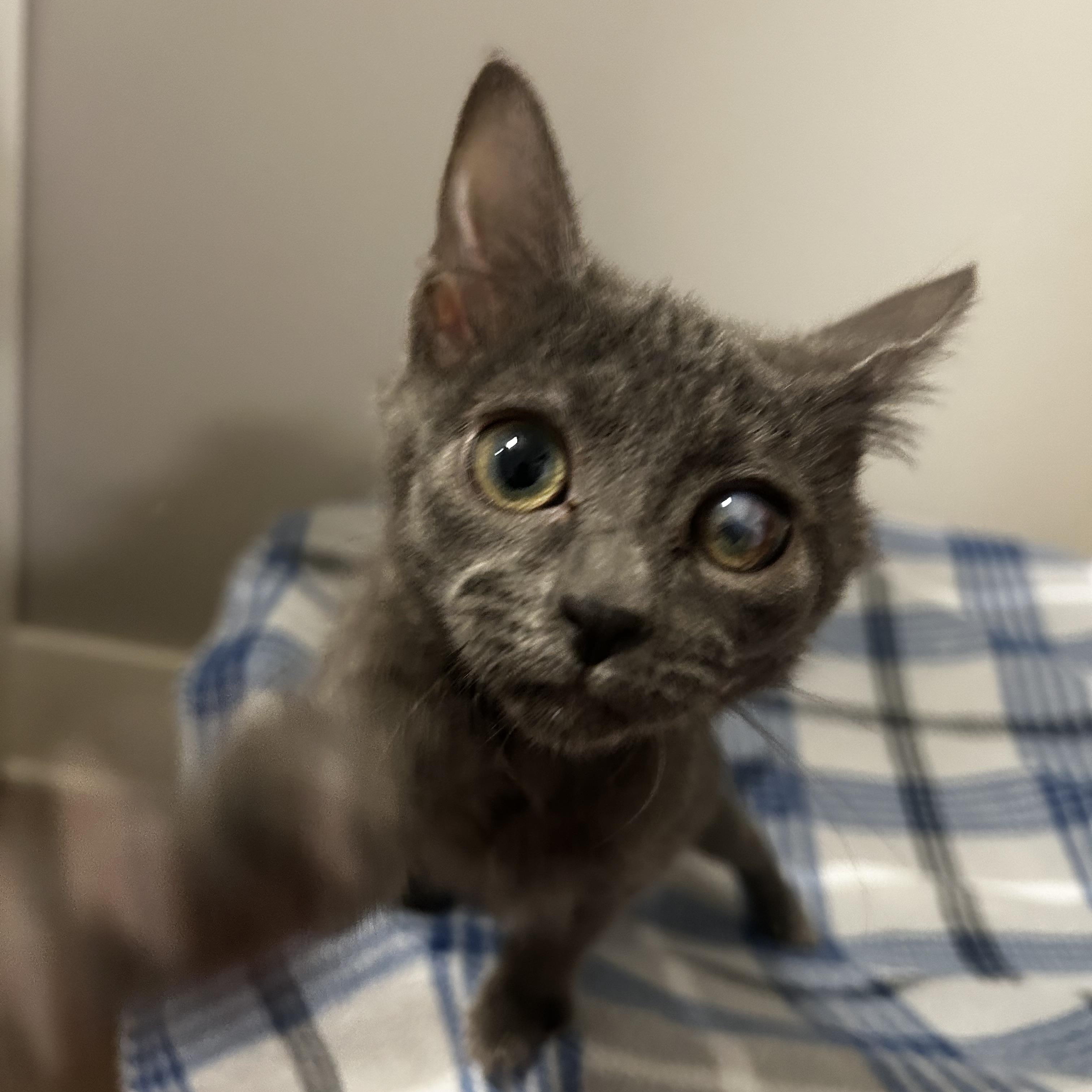 Enlarge Cardi, a Adoptable mixed breed in Bethel, CT image 2/6