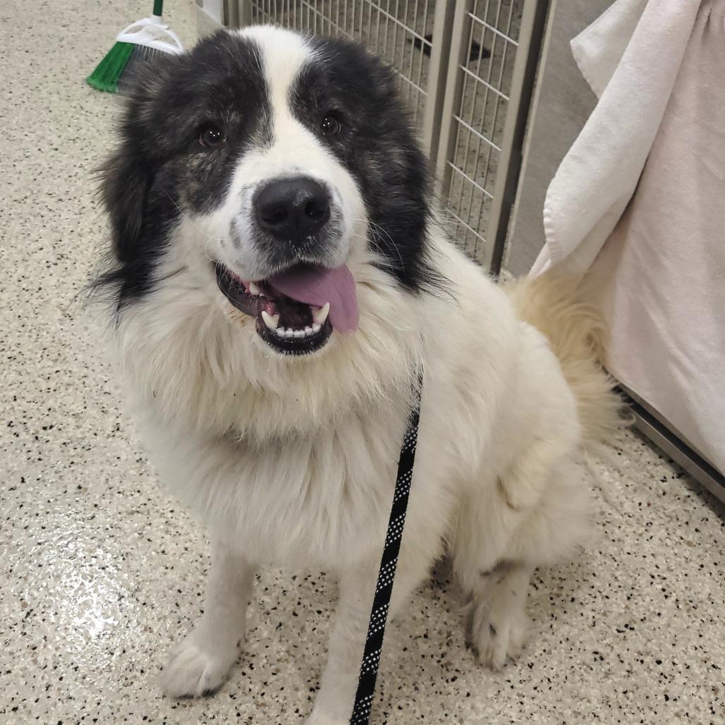 Pongo, Adoptable, Young Male Mixed Breed.