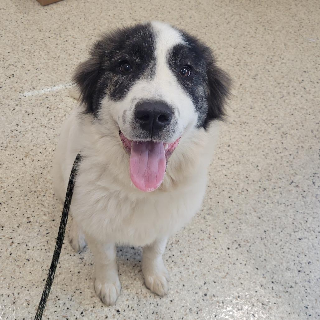 Enlarge Pongo, a Adoptable Mixed Breed in Nashville, IN image 4/4
