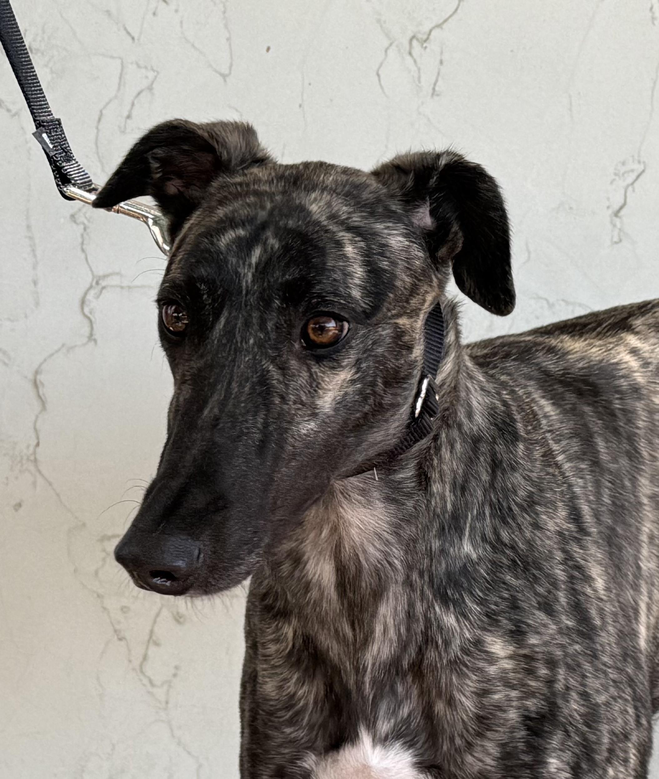 Kira, ADOPTABLE, Adult Female Greyhound.