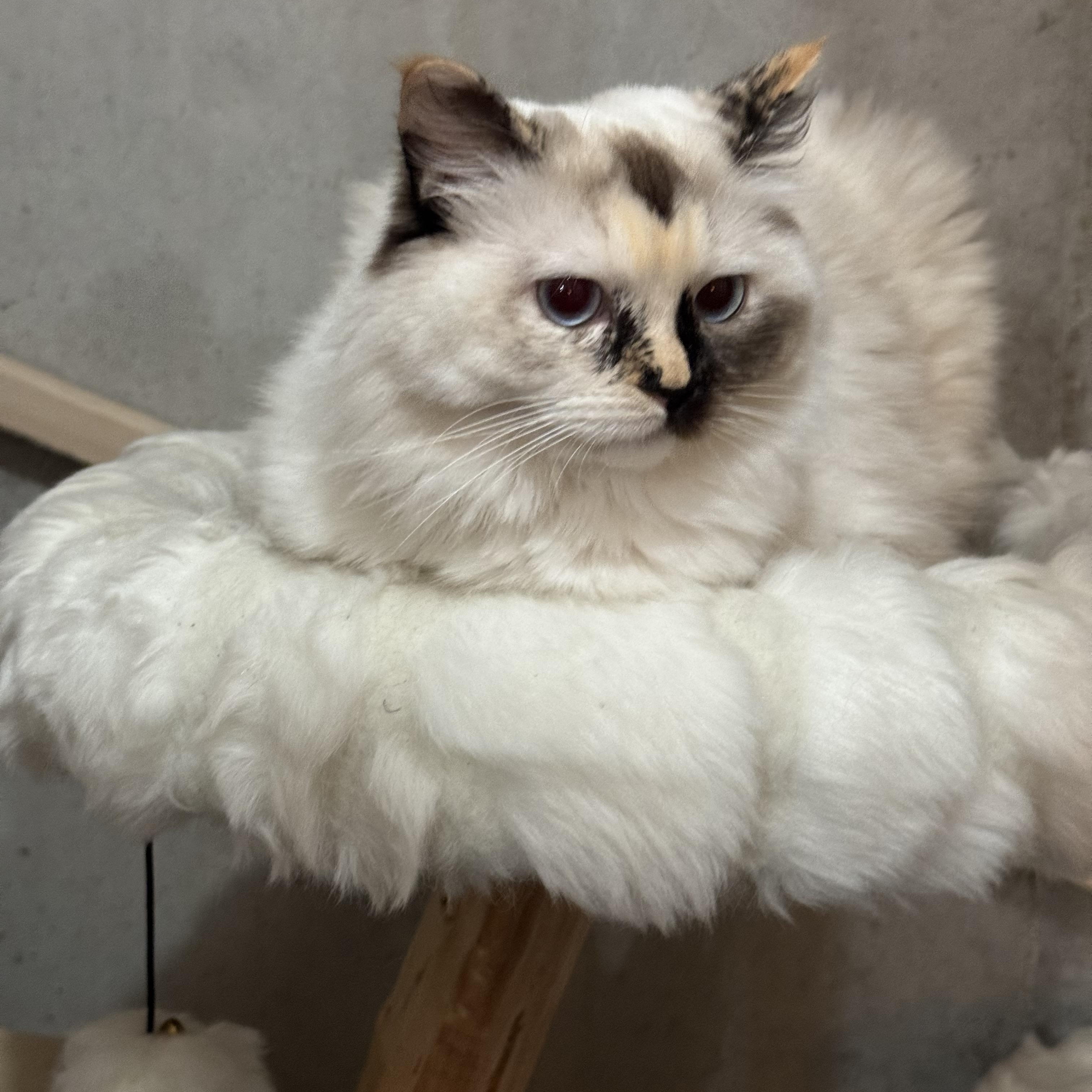 Enlarge Margo and Mocha, a ADOPTABLE Ragdoll in Lees Summit, MO image 1/2