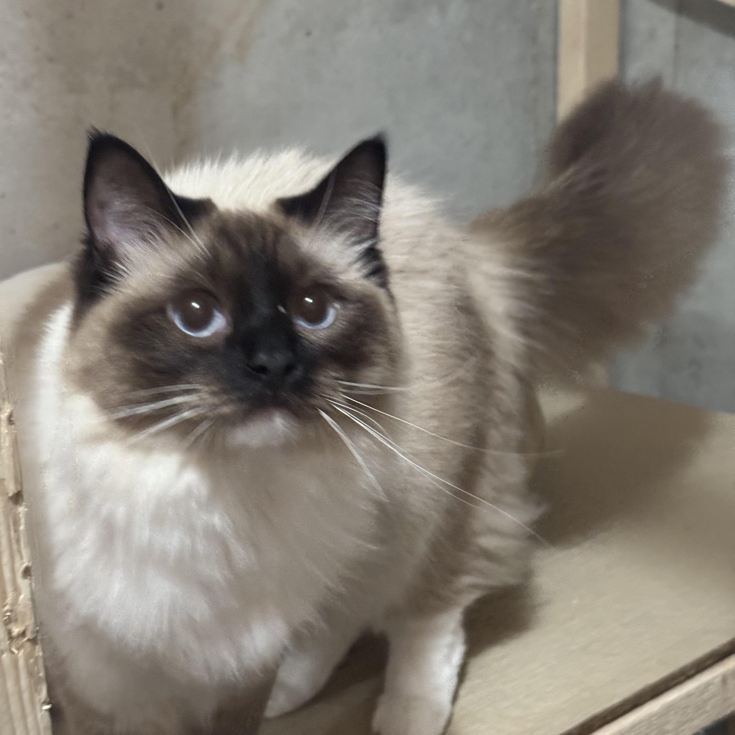 Enlarge Margo and Mocha, a ADOPTABLE Ragdoll in Lees Summit, MO image 2/2