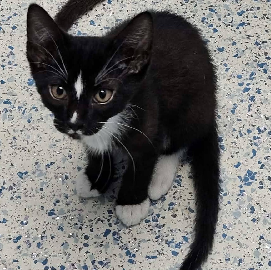 Crush, adopted, Kitten Male Domestic Short Hair.