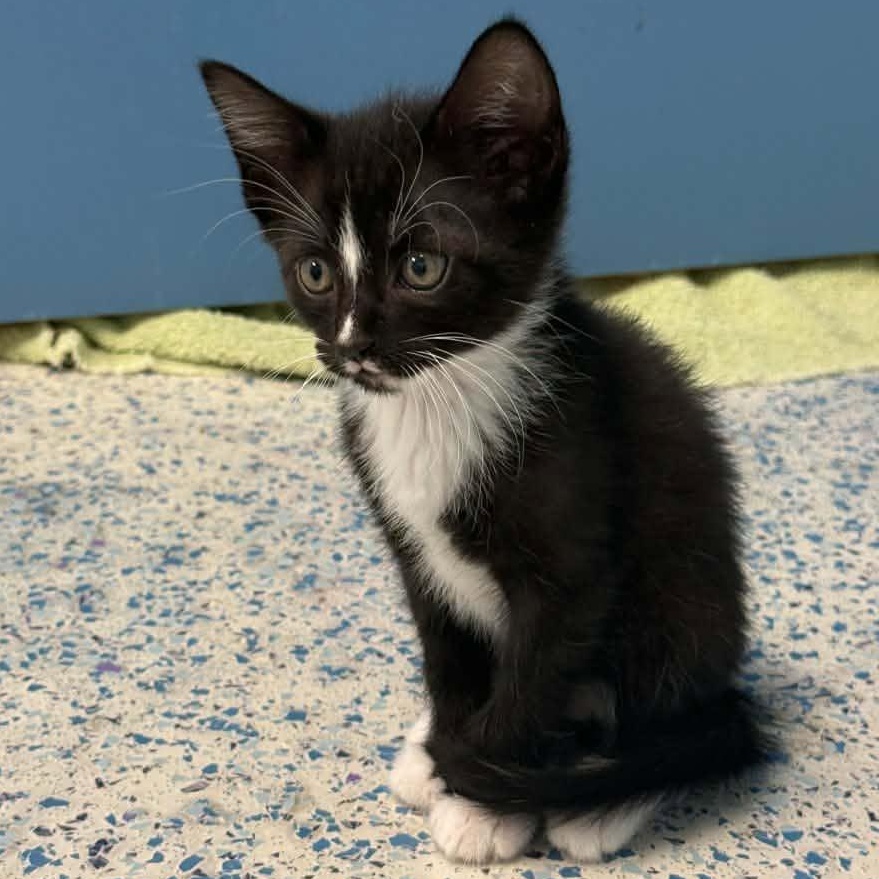Crush, an adopted Domestic Short Hair in Richboro, PA image 2/3