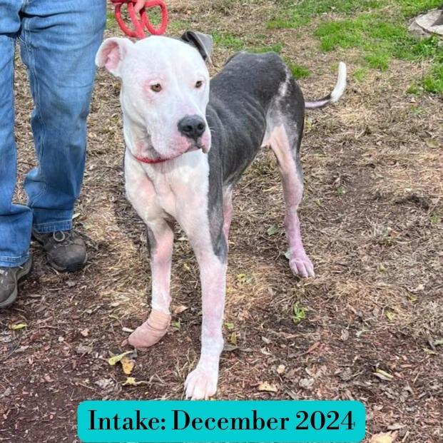 Enlarge Rooster, a Adoptable Mixed Breed in Clarksville, TN image 2/6