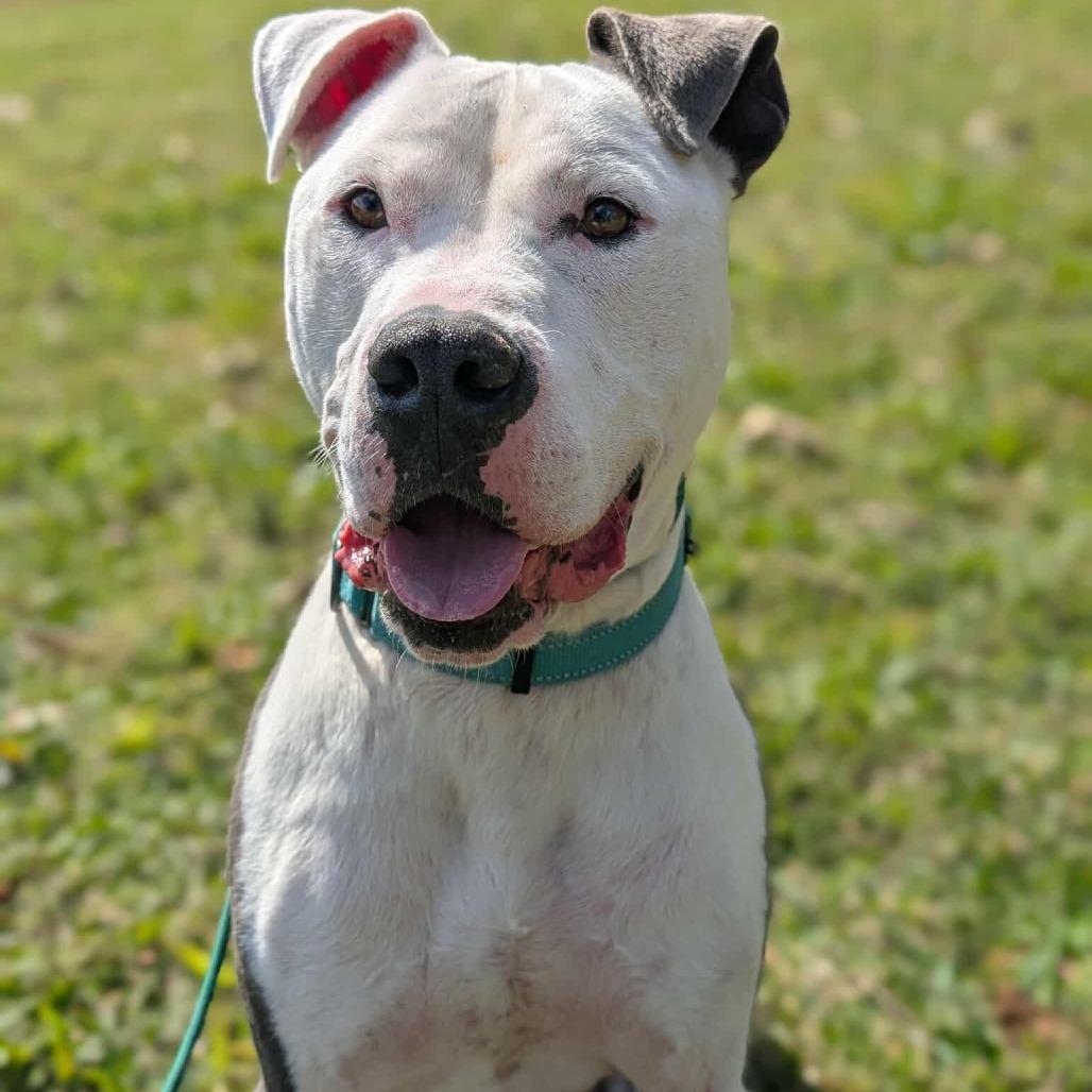 Enlarge Rooster, a Adoptable Mixed Breed in Clarksville, TN image 3/6