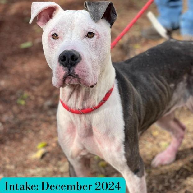 Enlarge Rooster, a Adoptable Mixed Breed in Clarksville, TN image 5/6