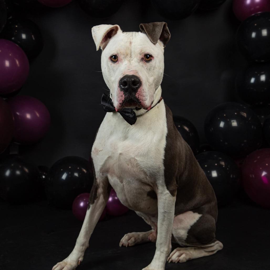 Enlarge Rooster, a Adoptable Mixed Breed in Clarksville, TN image 6/6