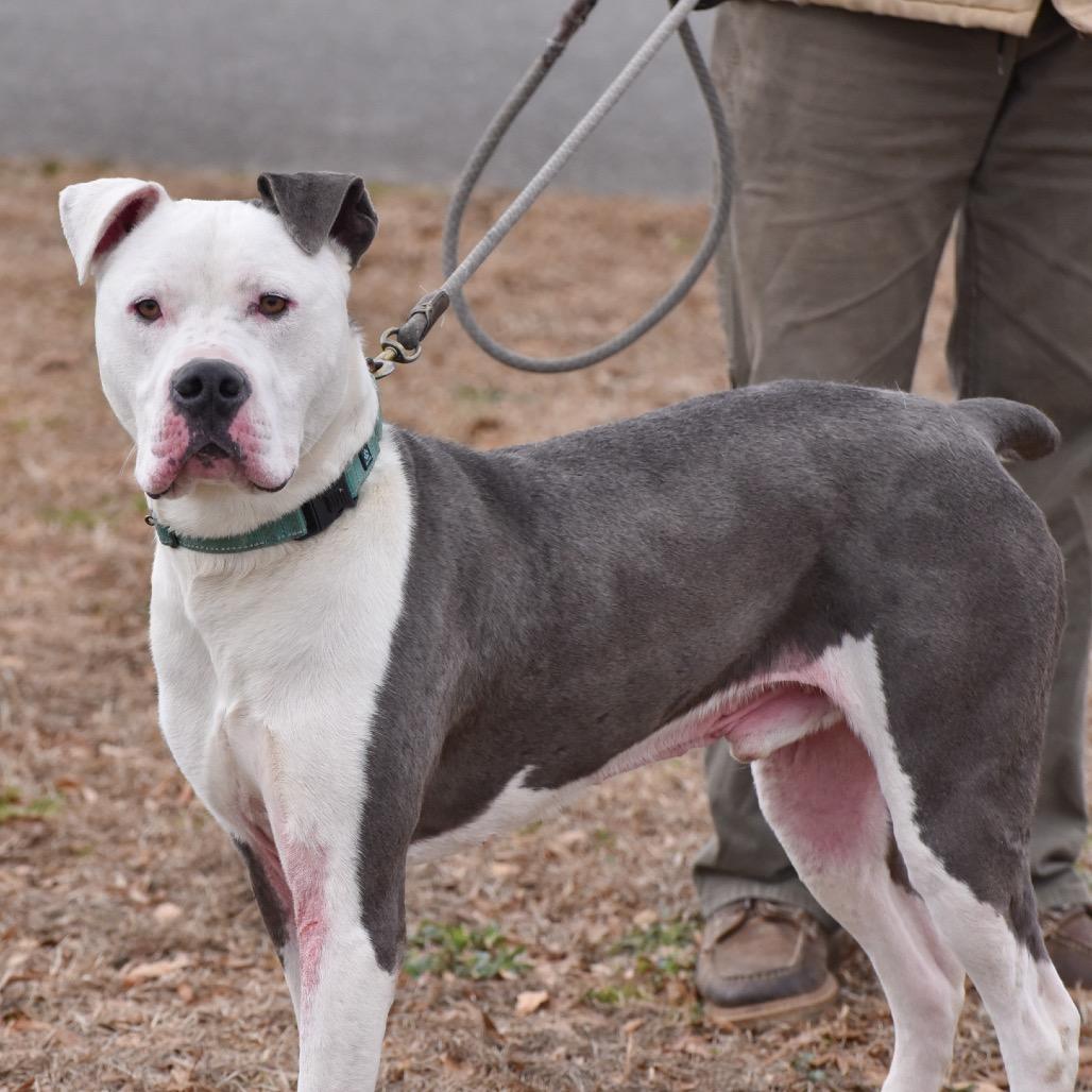 Rooster, a Adoptable Mixed Breed in Clarksville, TN image 6/6
