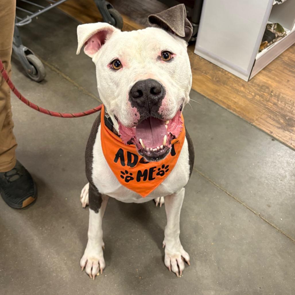 Rooster, a Adoptable Mixed Breed in Clarksville, TN image 6/6