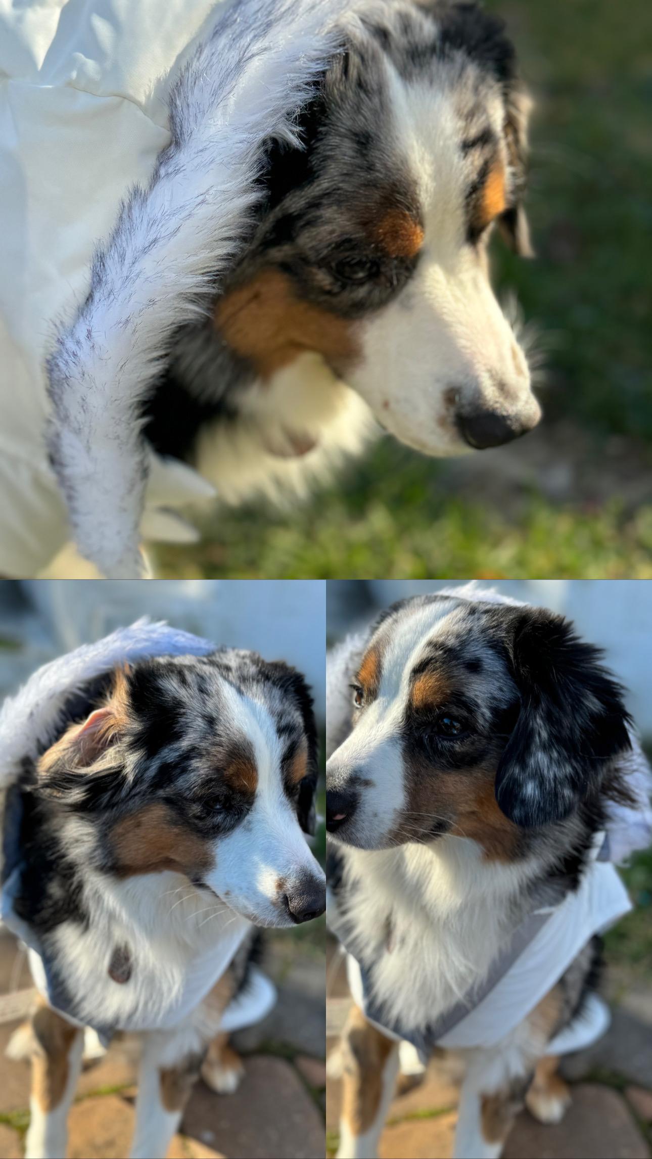 Cooper, an adopted Australian Shepherd in Perth Amboy , NJ image 3/3