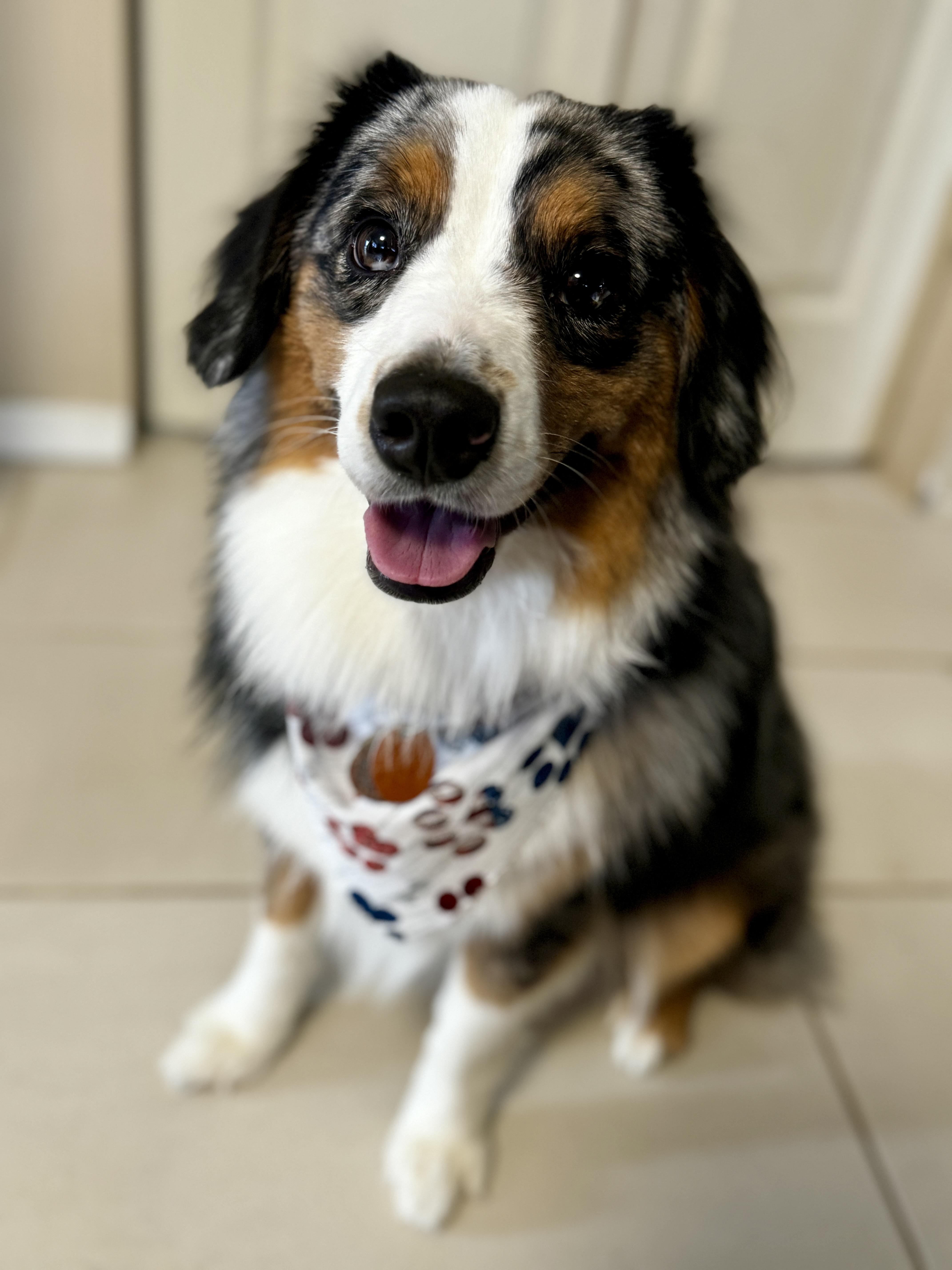 Cooper, adopted, Adult Male Australian Shepherd.