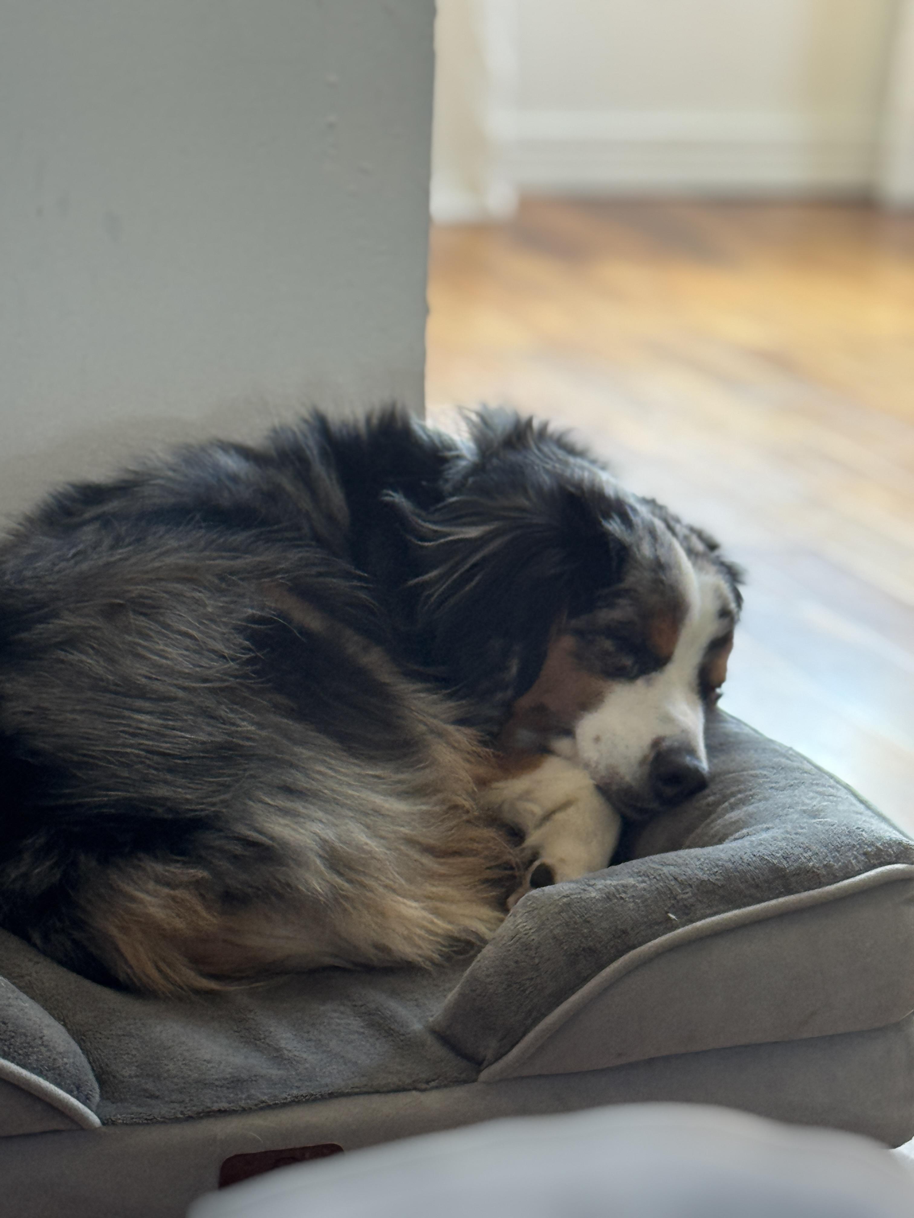 Cooper, an adopted Australian Shepherd in Perth Amboy , NJ image 2/3