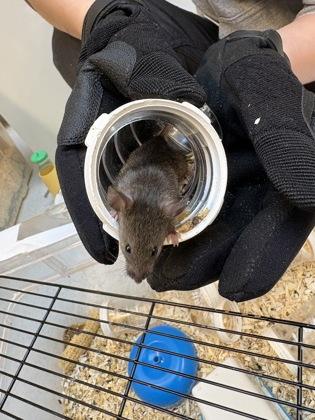 Enlarge Florida, a Adoptable Mouse in Seattle, WA image 1/2