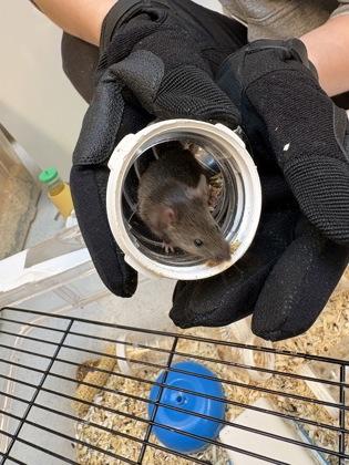 Enlarge Florida, a Adoptable Mouse in Seattle, WA image 2/2