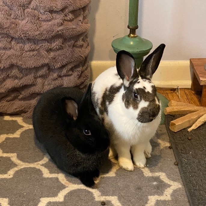 Ned & Moze, Adult Male unknown