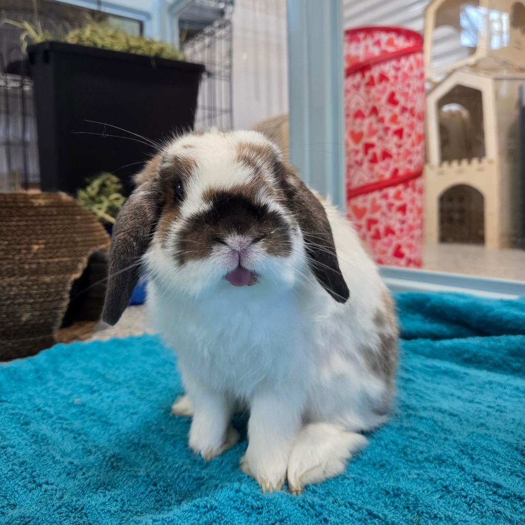 Enlarge Colby, a Adoptable Holland Lop in Hilliard , FL image 1/1