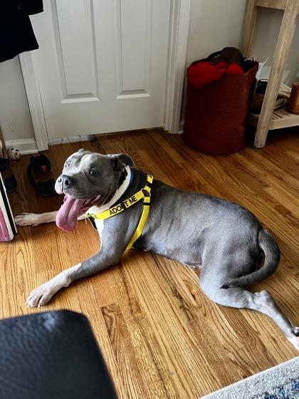 Beauty, Adoptable, Adult Female Mixed Breed & Mixed Breed.